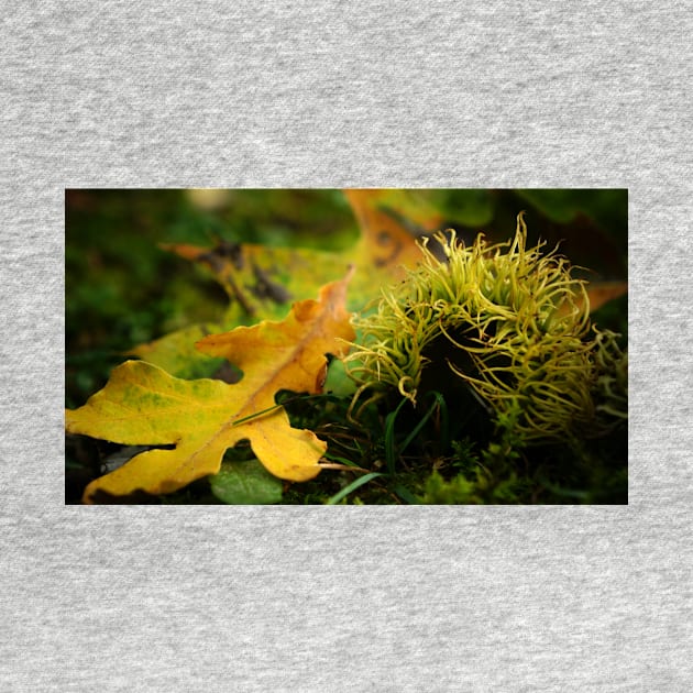 Bur Acorn with Autumn Leaves by 1Redbublppasswo